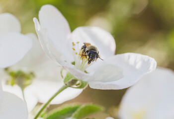 bee sitting on a white flower of blossoming tree