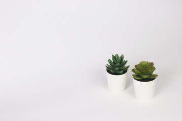 nature potted succulent plant in white flowerpot in front of white background banner with green cactus and cacti is called pachyphytum and echeveria in desert