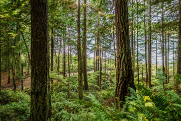 trees in the forest