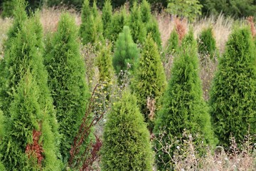 Thuja in the Meadow