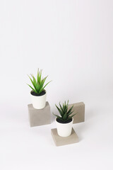 nature potted succulent plant in white flowerpot on the raw concrete cement stone in front of white background and banner with green cactus and cacti is called century plant and haworthia in desert