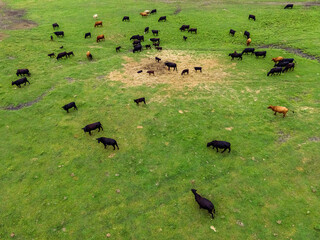 Rural Wisconsin Farm with Cows in the Field
