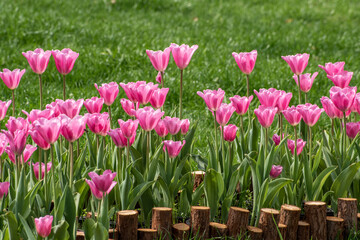 tulips in the garden
