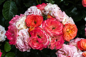 Flowers of ‘Coral Cove’ Shrub Rose