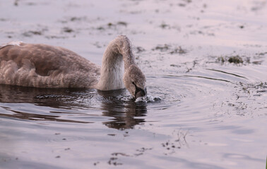 A young swan is blowing bubbles in the water..