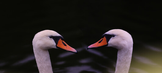 Portrait of a pair of white swans standing beaks to each other on a dark blurry background...