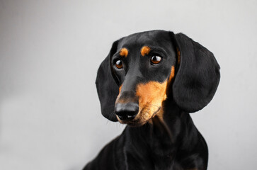 dachshund dog beautiful portrait of a pet on a light background