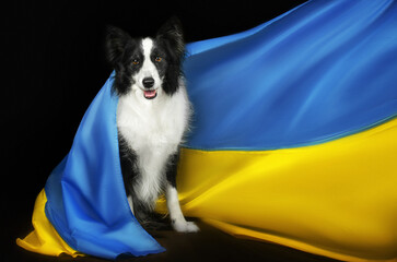 border collie dog portrait with the flag of Ukraine on a black background