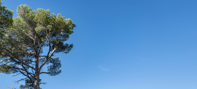 Pine Tree and blue sky with large copy space on the right of the horizontal picture. South of France. for background, website or other presentation.