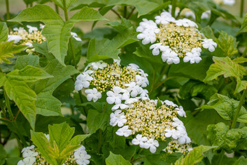 Inflorescences of flowers in the park against the background of green leaves