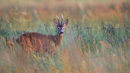 Roe deer, capreolus capreolus, watching on field in autumn morning nature. Brown mammal looking to...