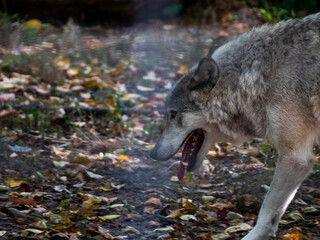 Wolf standing among fallen leaves