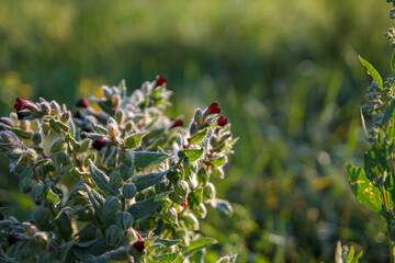 flowers in the field