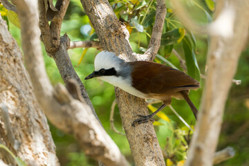White-crested laughingtrush Garrulax leucolophus) is a member of the family Leiothrichidae in Asia