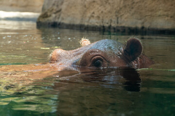 A common hippopotamus (Hippopotamus amphibius) eye at water level