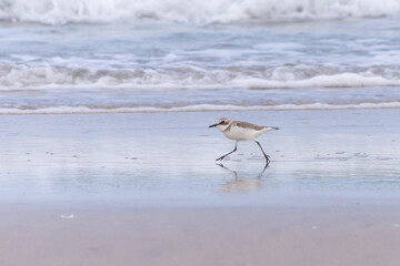 Greater sand plover (Charadrius leschenaultii) walking on beach