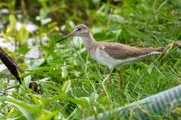 Common Redshank (Tringa totanus) in the grass