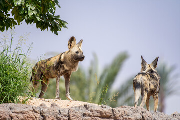Two African wild dogs (Lycaon pictus) on top of the rock.