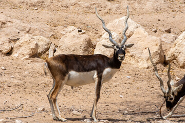 A Blackbuck (Antilope cervicapra) side view close up.