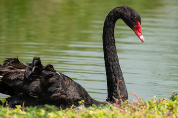 Fototapeta premium An introduced Black Swan (Cygnus atratus) swimming at Dubai Safari Park
