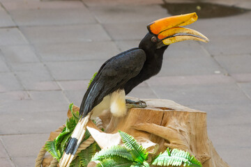 A rhinoceros hornbill (Buceros rhinoceros) perched on a rock in front of flowers in the rainforest.