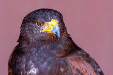Harris's hawk (Parabuteo unicinctus), formerly known as the bay-winged hawk or dusky hawk from South America in conservation center very close up