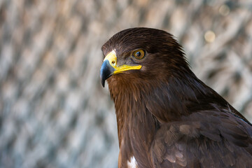 A greater spotted eagle (Clanga clanga) dark phase close up.