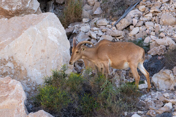 Arabian Tahr (Arabitragus jayakari) male walking on rocks rocks in the middle east mountains on Jebal Hafeet.