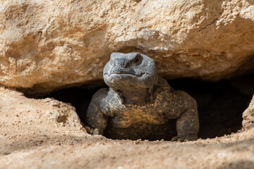 A green Leiptien's Spiny Tailed Lizard (Uromastyx aegyptia leptieni) close up peering out of the...