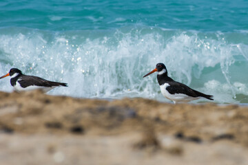 Eurasian oystercatcher (Haematopus ostralegus) or common pied oystercatcher, or palaearctic...