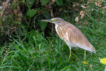 Squacco Heron (Ardeola ralloides) standing in grass by the water.