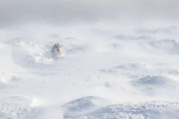 Fotobehang Mountain hare (Lepus timidus) caught in spin-drift, Scotland. © Elliot