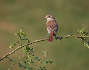 Red-backed shrike (Lanius collurio) perched on a horizontal spiney branch. Adult female red-backed shrike in front of a blurry background.