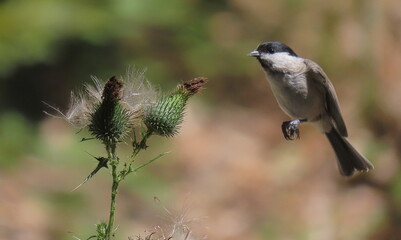 Marsh tit (Poecile palustris) flying to a flower in order to eat the seeds inside.