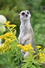 Cute meerkat stands on its hind legs in nature
