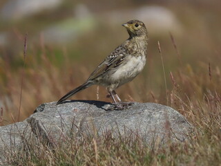 Horned lark (Eremophila alpestris) juvenile standing on a rock in the alpine fields of the...