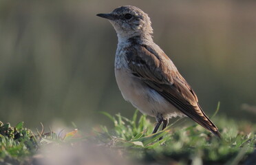 Northern wheatear (Oenanthe oenanthe) juvenile standing on the ground making eye contact with the camera. Little young bird standing in grass.