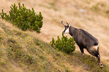 Tatra chamois, rupicapra rupicapra tatrica, sniffing a scent territorial mark on a dwarf pine. Wild animal with curved horns and stripe over eye on a hillside with yellow grass in autumn.