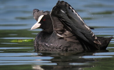 Eurasian coot (Fulica atra) swimming, lifting it's wings up.