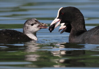 Pair of european coots (Fulica atra) feeding blackberries to their juvenile during the morning.