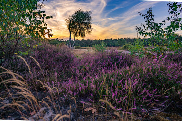 Beautiful landscape of blooming dutch heather during sunset.