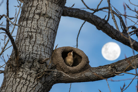 Un hornero en la puerta de su nido observando acompañado de una hermosa luna llena 