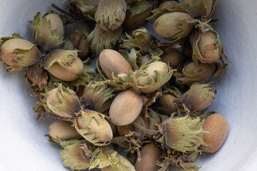 Pile of cobnuts