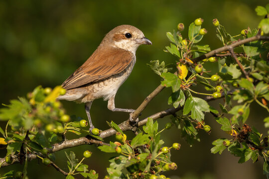 Red-backed shrike, lanius collurio, female sitting on a twig in summertime. Animal wildlife among green plants from side view. Bird perched on a tree in forest.