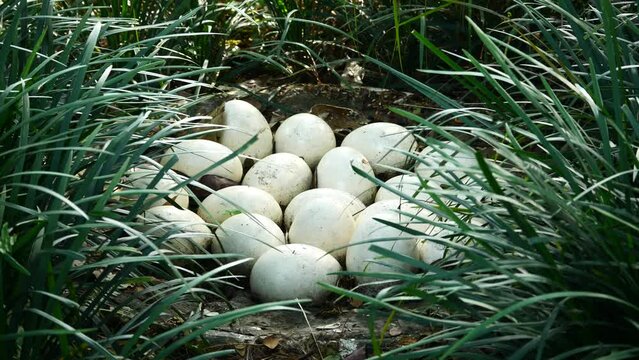 Ostrich egg on green grass top view 
