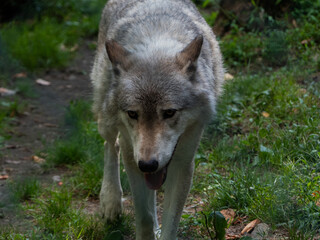Fototapeta premium Wolf walking down a trail