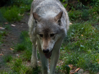 Wolf walking down a trail
