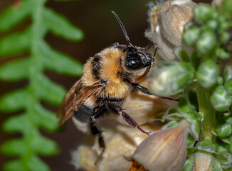 the bee is making its daily feeding perched on a leaf