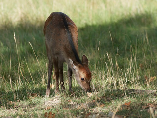 Sika deer (Cervus nippon)