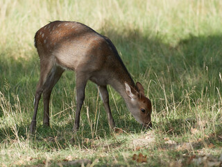 Sika deer (Cervus nippon)